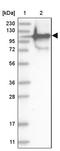 Shieldin Complex Subunit 2 antibody, PA5-57729, Invitrogen Antibodies, Western Blot image 