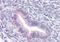 Prominin-2 antibody, orb94826, Biorbyt, Immunohistochemistry paraffin image 