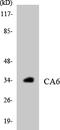 Carbonic anhydrase 6 antibody, LS-C291748, Lifespan Biosciences, Western Blot image 