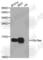 Histone H3 antibody, A7257, ABclonal Technology, Western Blot image 