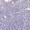 JRK Like antibody, HPA046184, Atlas Antibodies, Immunohistochemistry frozen image 