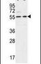DEAD-Box Helicase 6 antibody, PA5-26896, Invitrogen Antibodies, Western Blot image 