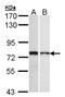 Zinc Finger Protein 398 antibody, orb73389, Biorbyt, Western Blot image 