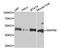 Mitogen-Activated Protein Kinase 8 antibody, A0288, ABclonal Technology, Western Blot image 