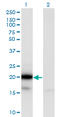 Ubiquitin Conjugating Enzyme E2 G2 antibody, LS-C133507, Lifespan Biosciences, Western Blot image 