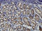 KAP1 antibody, LS-C133395, Lifespan Biosciences, Immunohistochemistry frozen image 