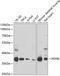 Pyruvate Dehydrogenase E1 Beta Subunit antibody, 22-573, ProSci, Western Blot image 