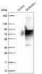 Golgi reassembly-stacking protein 1 antibody, NBP2-47443, Novus Biologicals, Western Blot image 