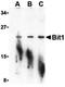 Peptidyl-TRNA Hydrolase 2 antibody, orb74653, Biorbyt, Western Blot image 