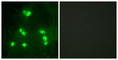 Protein hairless antibody, abx013296, Abbexa, Western Blot image 