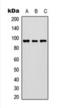 Flk antibody, orb393285, Biorbyt, Western Blot image 