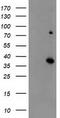 ELAV Like RNA Binding Protein 1 antibody, CF500872, Origene, Western Blot image 
