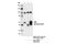 RAC-gamma serine/threonine-protein kinase antibody, 14293S, Cell Signaling Technology, Immunoprecipitation image 