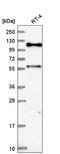 PRR6L1DNA repair-scaffolding protein antibody, HPA041582, Atlas Antibodies, Western Blot image 