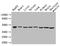 Enolase 1 antibody, A52768-100, Epigentek, Western Blot image 