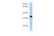 Dead end protein homolog 1 antibody, 29-529, ProSci, Western Blot image 