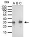 S-tag epitope tag antibody, NBP2-43726, Novus Biologicals, Western Blot image 