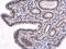 E2F-1 antibody, NB600-210, Novus Biologicals, Immunohistochemistry paraffin image 