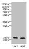 Family With Sequence Similarity 136 Member A antibody, CSB-PA836190LA01HU, Cusabio, Western Blot image 