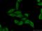 DNA-directed RNA polymerase III subunit H antibody, 16423-1-AP, Proteintech Group, Immunofluorescence image 