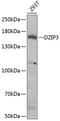 DAZ Interacting Zinc Finger Protein 3 antibody, 22-760, ProSci, Western Blot image 