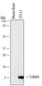 S100 Calcium Binding Protein A4 antibody, MAB4138, R&D Systems, Western Blot image 