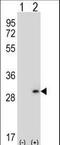 Dermatopontin antibody, LS-C167524, Lifespan Biosciences, Western Blot image 