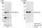 Zinc Finger Protein 830 antibody, A301-419A, Bethyl Labs, Immunoprecipitation image 