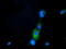 Phosphoribosyl Pyrophosphate Synthetase Associated Protein 2 antibody, M11864, Boster Biological Technology, Immunofluorescence image 