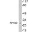 Replication protein A 30 kDa subunit antibody, A10384, Boster Biological Technology, Western Blot image 