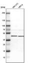 Ancient ubiquitous protein 1 antibody, PA5-52466, Invitrogen Antibodies, Western Blot image 