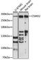 CUB And Sushi Multiple Domains 2 antibody, A14229, ABclonal Technology, Western Blot image 