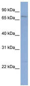 Protocadherin Gamma Subfamily B, 1 antibody, TA331061, Origene, Western Blot image 