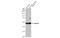 RB Binding Protein 4, Chromatin Remodeling Factor antibody, GTX70234, GeneTex, Western Blot image 