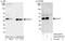 Suppressor of G2 allele of SKP1 homolog antibody, A302-944A, Bethyl Labs, Western Blot image 