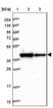 Ribosome Binding Factor A antibody, NBP1-88471, Novus Biologicals, Western Blot image 