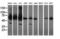 Acyl-CoA Binding Domain Containing 3 antibody, LS-C174032, Lifespan Biosciences, Western Blot image 