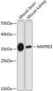 RP3 antibody, 23-885, ProSci, Western Blot image 