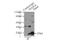 VEGF antibody, 19003-1-AP, Proteintech Group, Immunoprecipitation image 