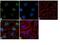RAD1 Checkpoint DNA Exonuclease antibody, 711181, Invitrogen Antibodies, Immunofluorescence image 