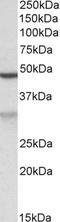 MOB Kinase Activator 2 antibody, EB10797, Everest Biotech, Western Blot image 