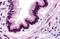 Complement C3a Receptor 1 antibody, MBS247882, MyBioSource, Immunohistochemistry paraffin image 