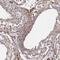 Probable D-lactate dehydrogenase, mitochondrial antibody, PA5-59716, Invitrogen Antibodies, Immunohistochemistry frozen image 