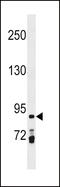 Prickle-like protein 1 antibody, LS-C158731, Lifespan Biosciences, Western Blot image 