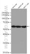Neurexophilin And PC-Esterase Domain Family Member 2 antibody, 27877-1-AP, Proteintech Group, Western Blot image 