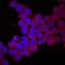 Protocadherin-15 antibody, PA5-47865, Invitrogen Antibodies, Immunocytochemistry image 