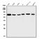 ETS Variant 5 antibody, A01809-2, Boster Biological Technology, Western Blot image 