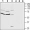 Ciliary neurotrophic factor receptor subunit alpha antibody, TA328794, Origene, Western Blot image 