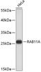 RAB11A, Member RAS Oncogene Family antibody, 13-215, ProSci, Western Blot image 