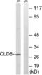 Claudin-8 antibody, LS-C119860, Lifespan Biosciences, Western Blot image 
